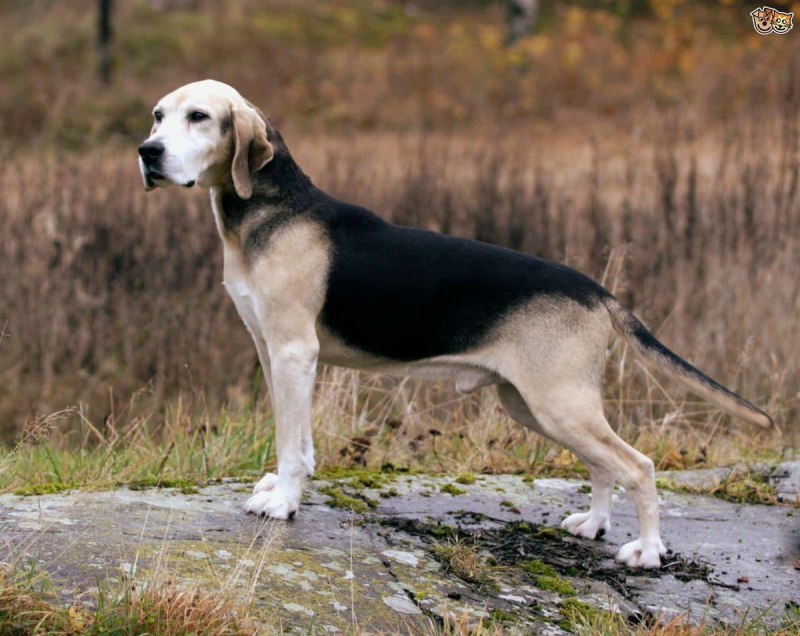 Schillerstövare (131) Dog