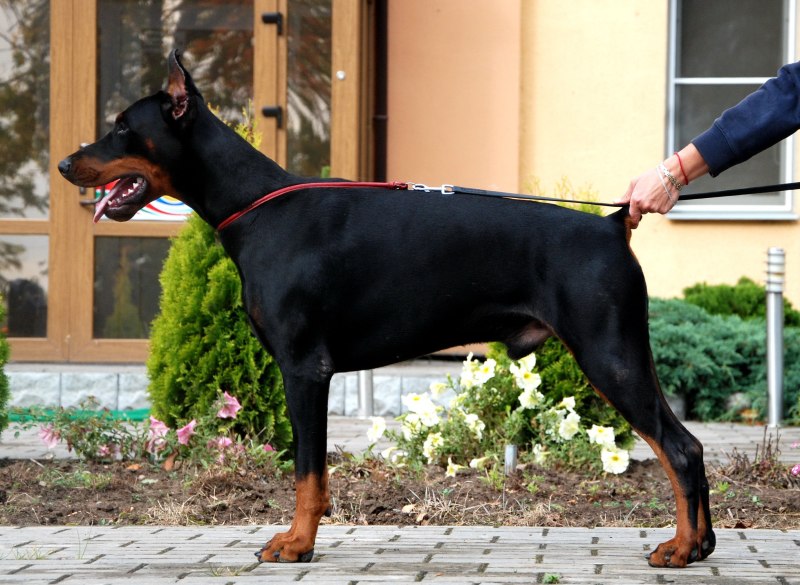 Собака Доберман щенок