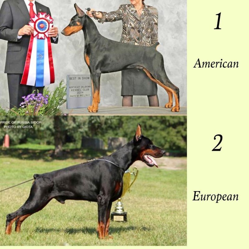 Доберман американский vs Европейский