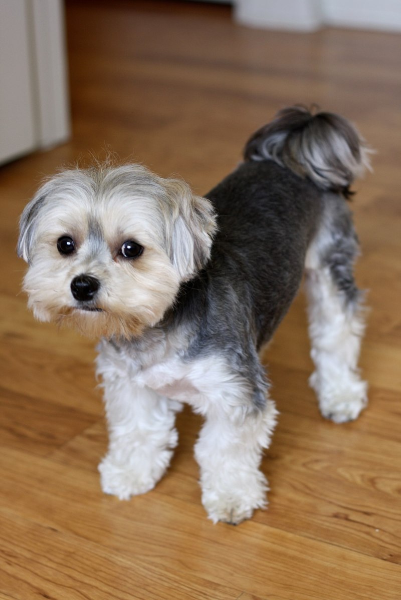 Morkie порода собак