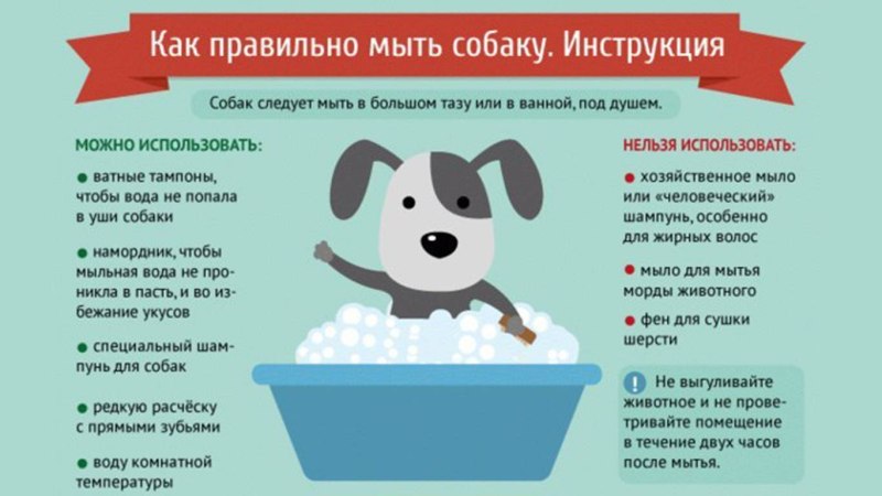 Щенок лежит