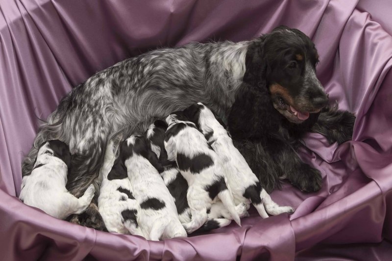 Take Care of Dog