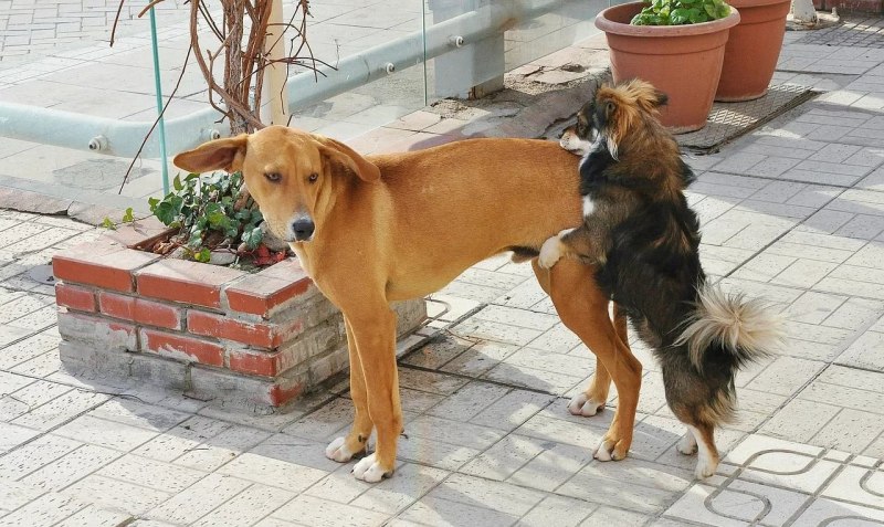 Сиба ину и вельш корги