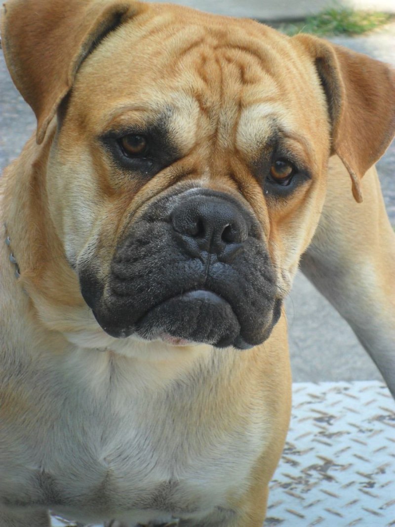 Bulldog Campeiro