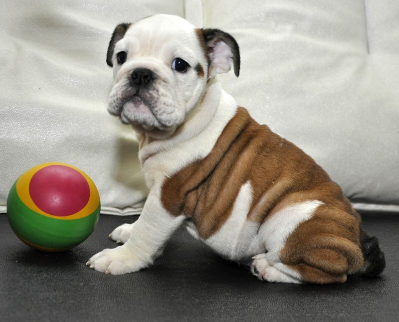 Continental Bulldog