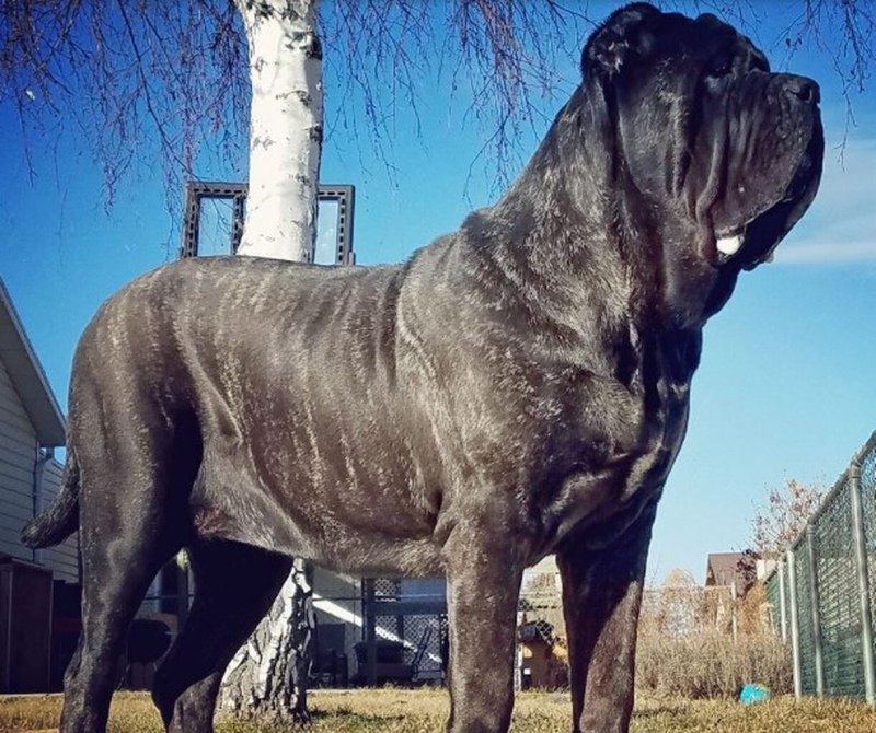 Молосский мастиф