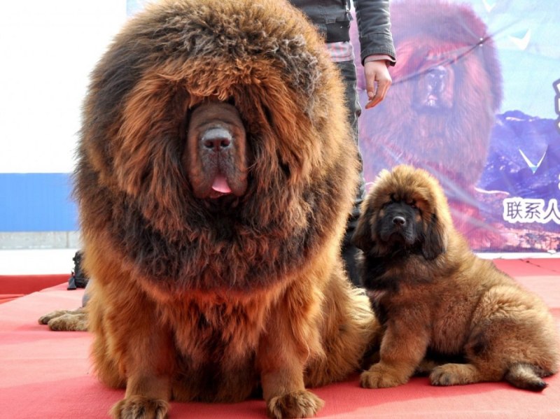 Гималайский мастиф