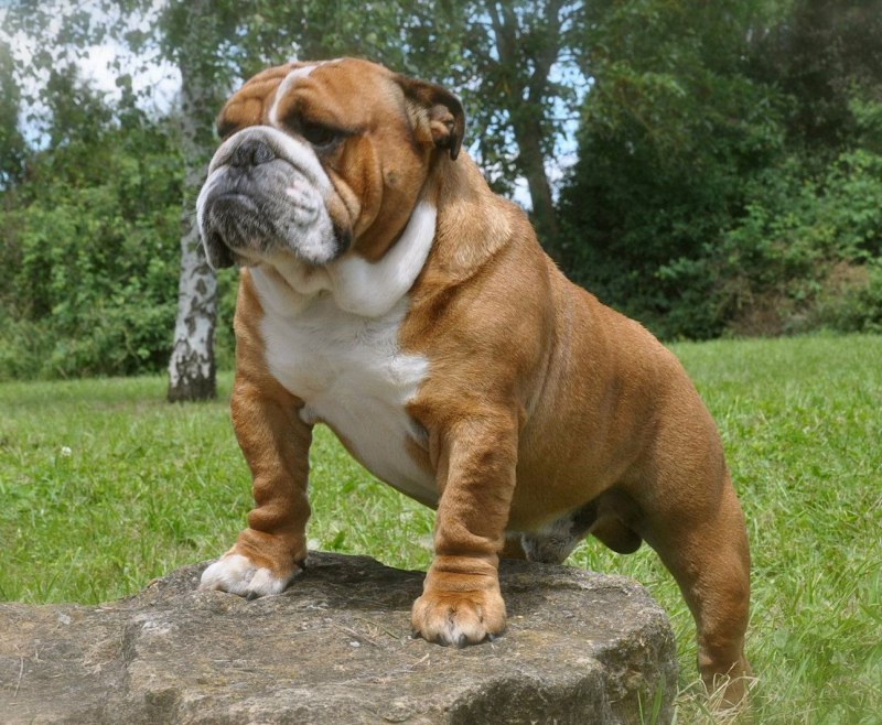 Bulldog в Великобритании