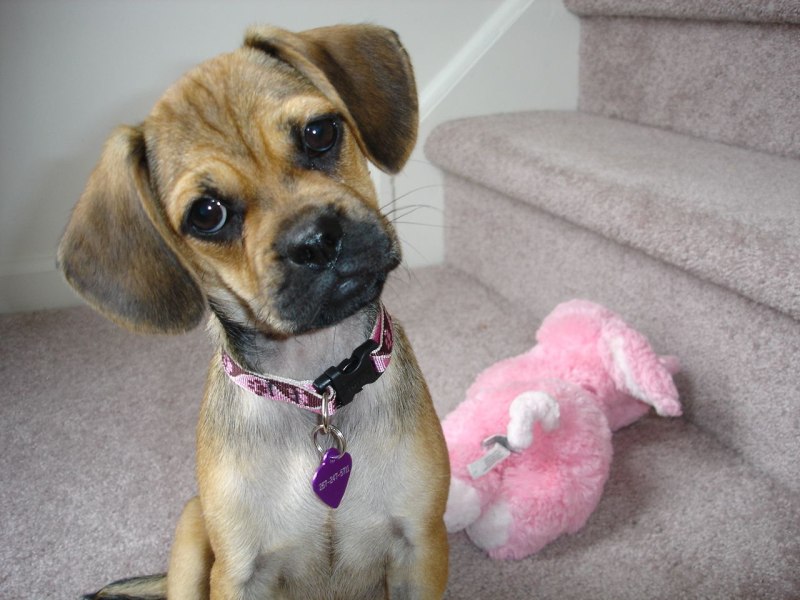 Puggle порода собак