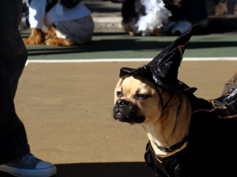 Dog Breed Puggle