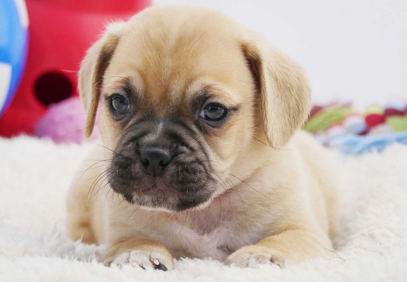 Puggle собака
