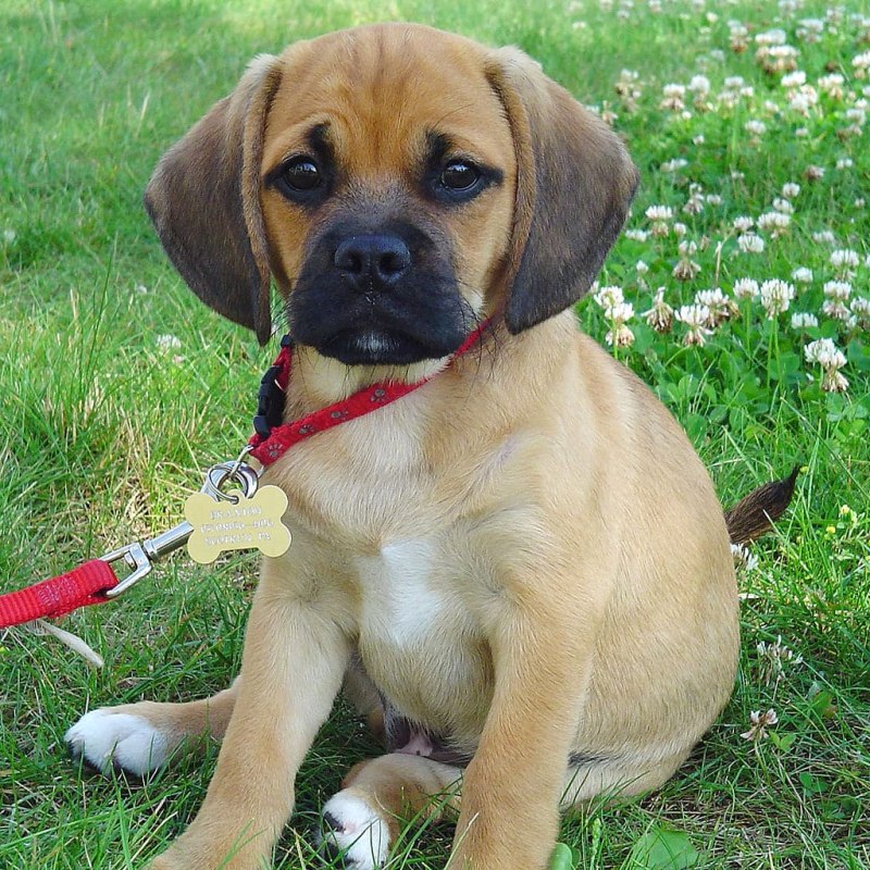 Puggle порода