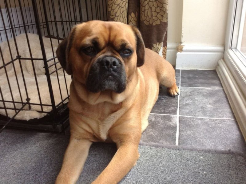 Puggle порода