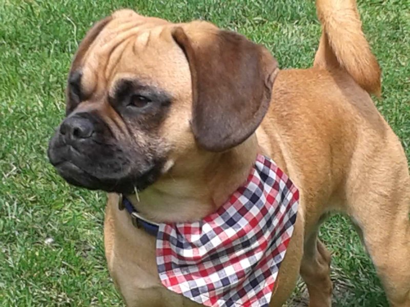 Puggle порода собак