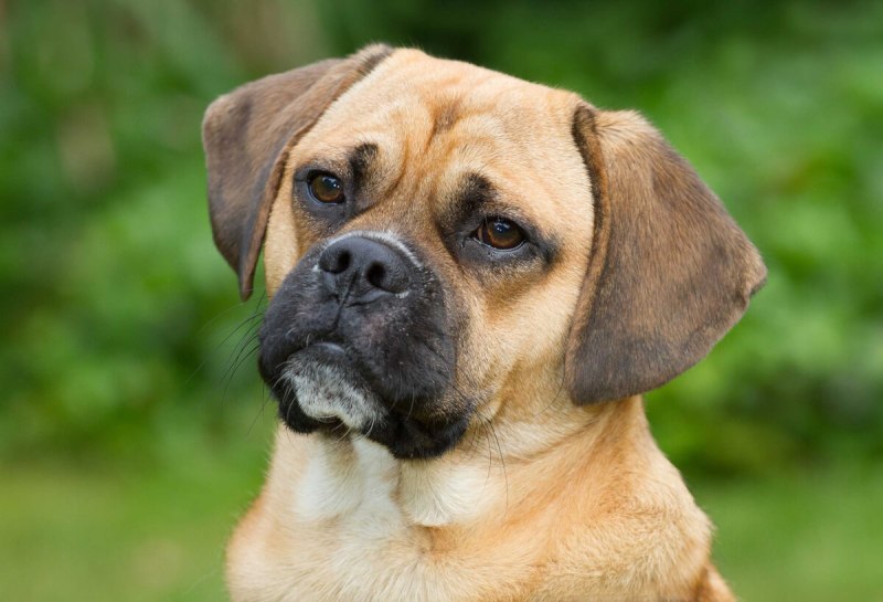 Puggle порода собак