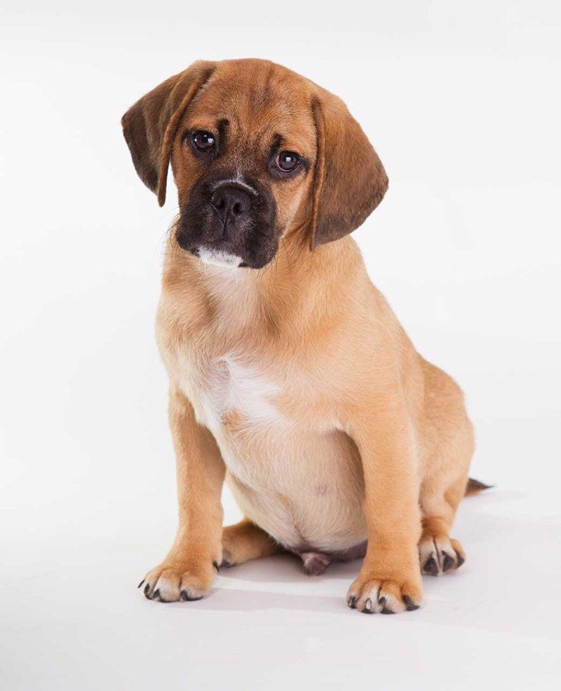 Маленькие собаки Puggle