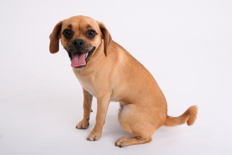 Puggle новоржд