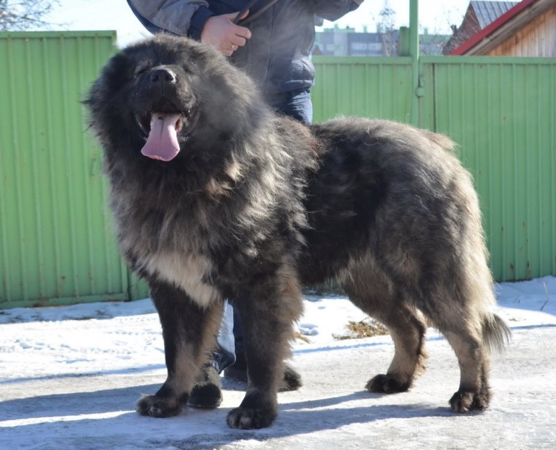 Северо кавказский волкодав