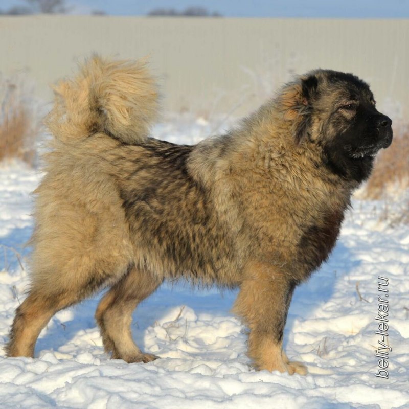 Кавказская овчарка Волчий окрас