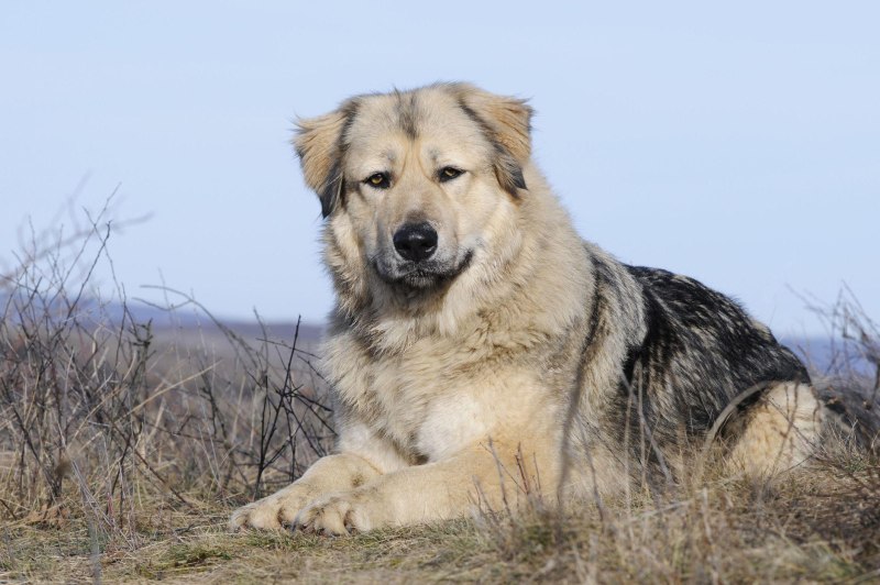 Caucasian Shepherd щенки