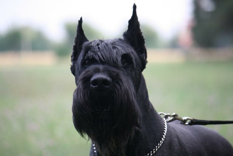 Цвингер шнауцер