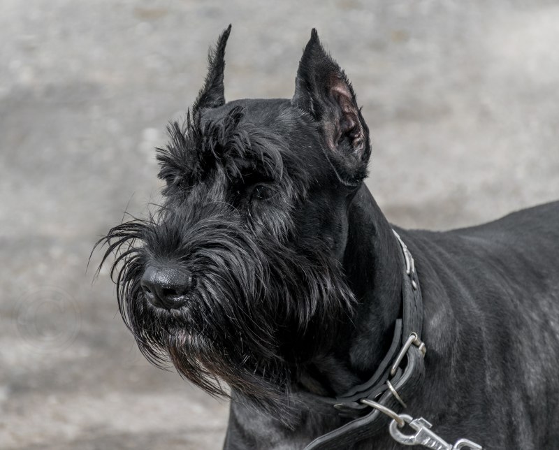 Ризер шнауцер щенок