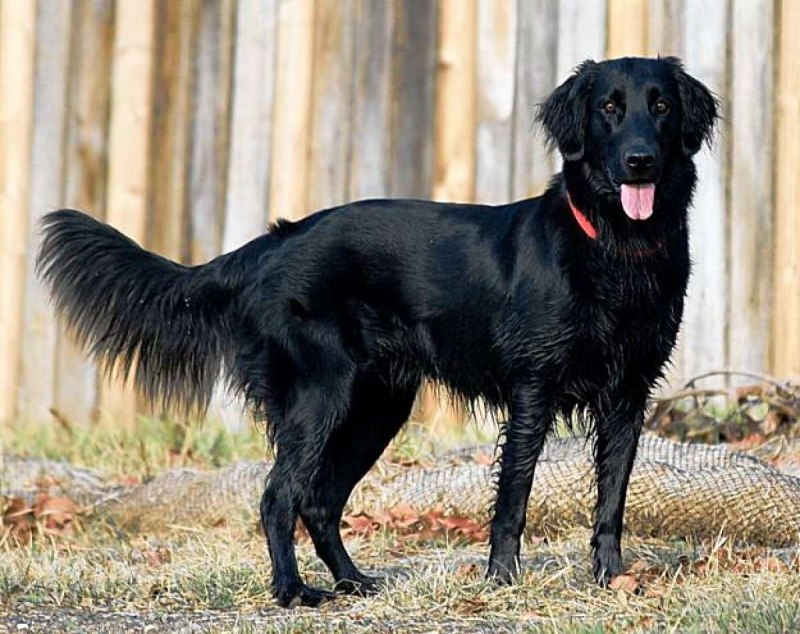 Caravan Hound