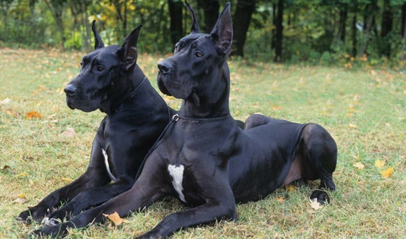 Черный Королевский дог