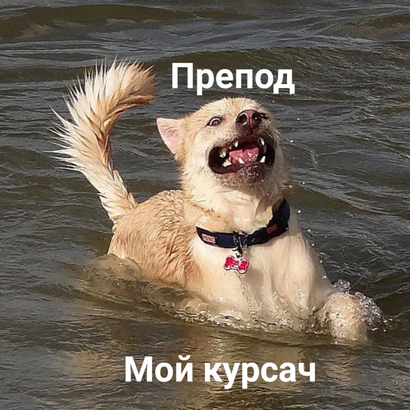 Собачьи приколы