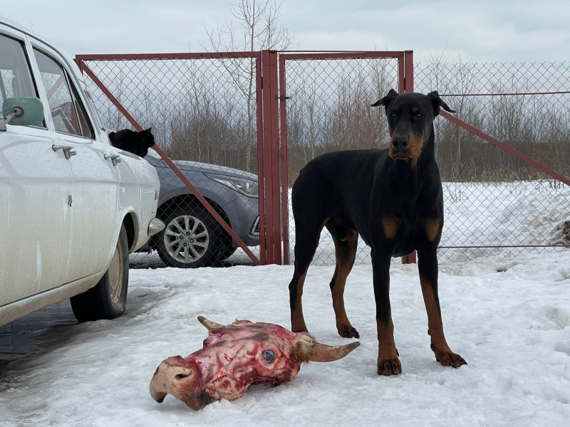 Доберман 2021