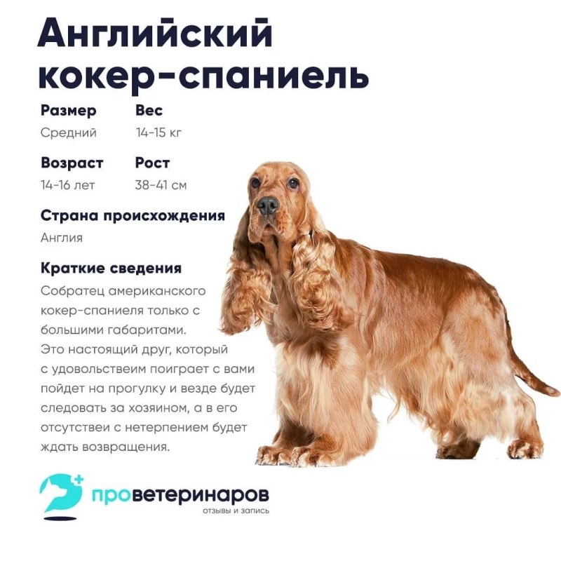Кокер спаниель подпалый