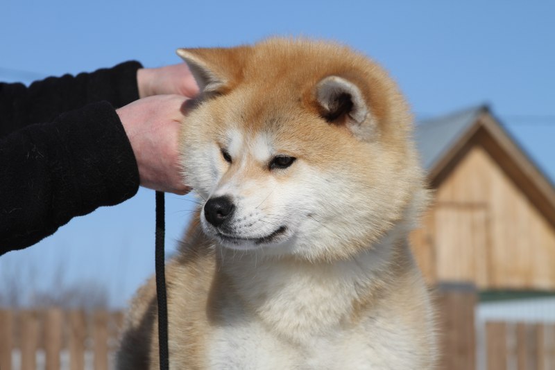 Сиба ину