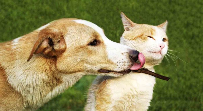 Dog licking Lips