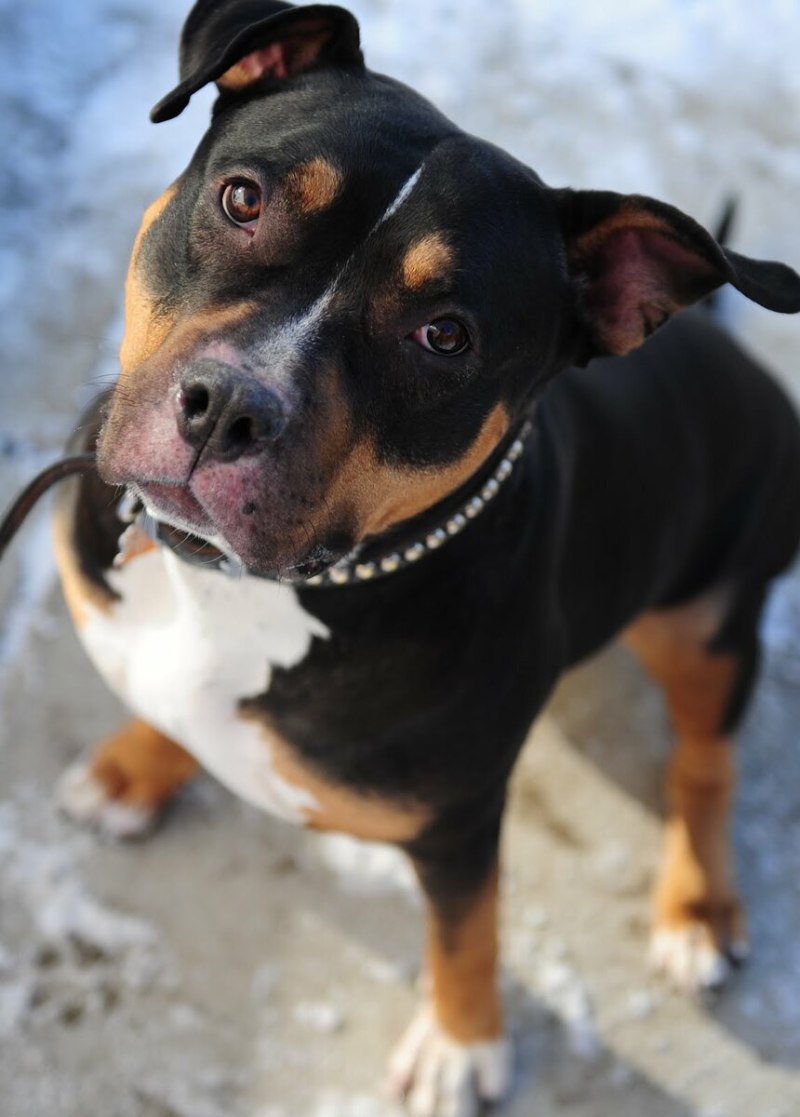 Pitbull and Rottweiler Mix