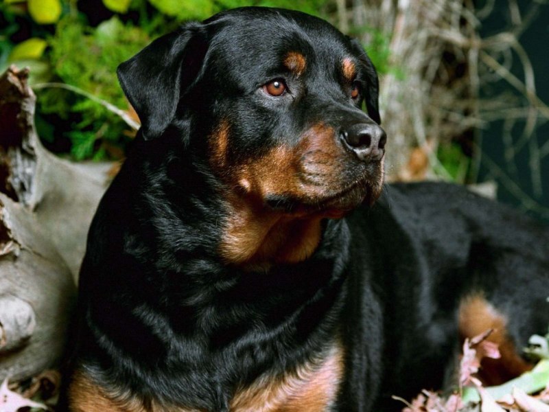 Pitbull and Rottweiler Mix