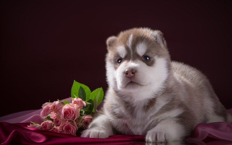 Щенок хаски с цветком