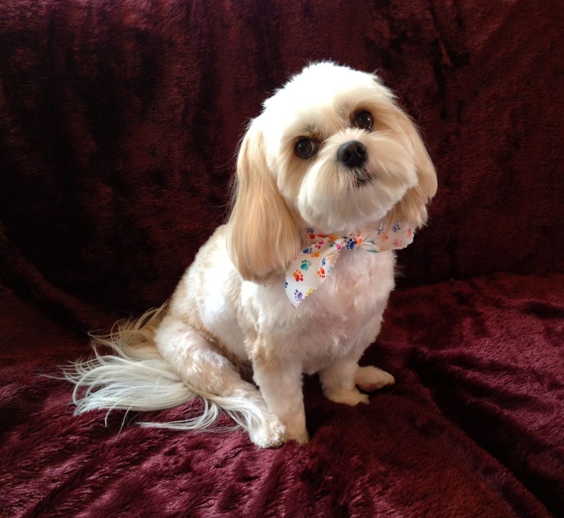 Maltese Cross Cavaliers