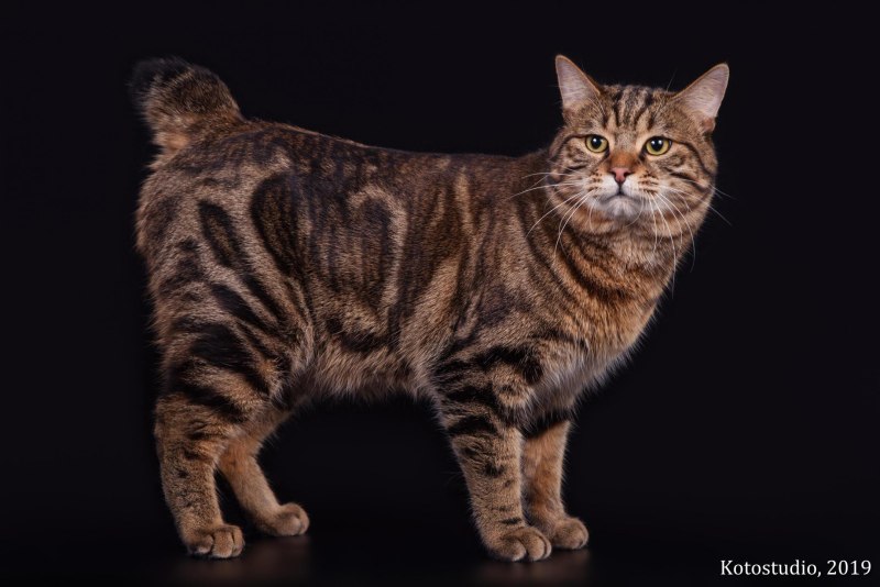 Kurilian Bobtail