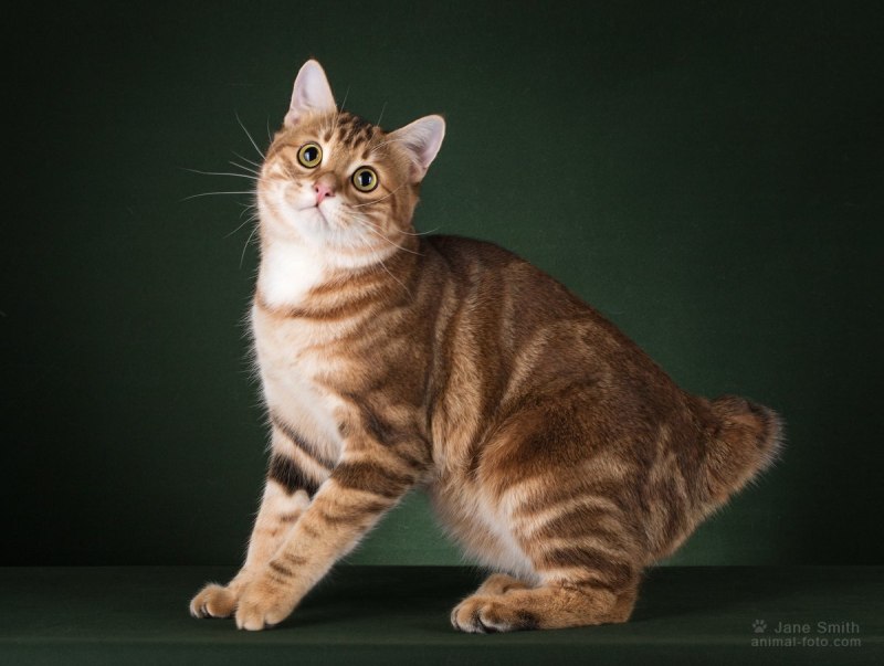 Кот Курильский бобтейл