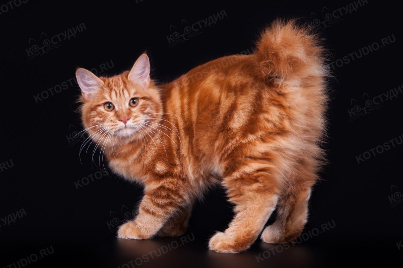 Коты курильскийбобтел