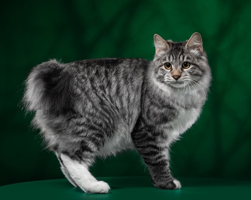 Курильский бобтейл кошка