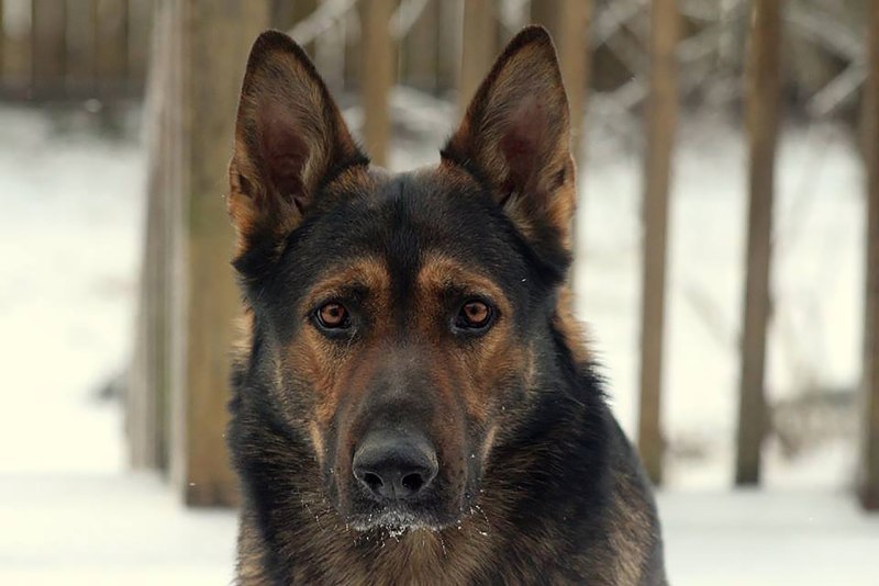 Немецкая овчарка Shepard