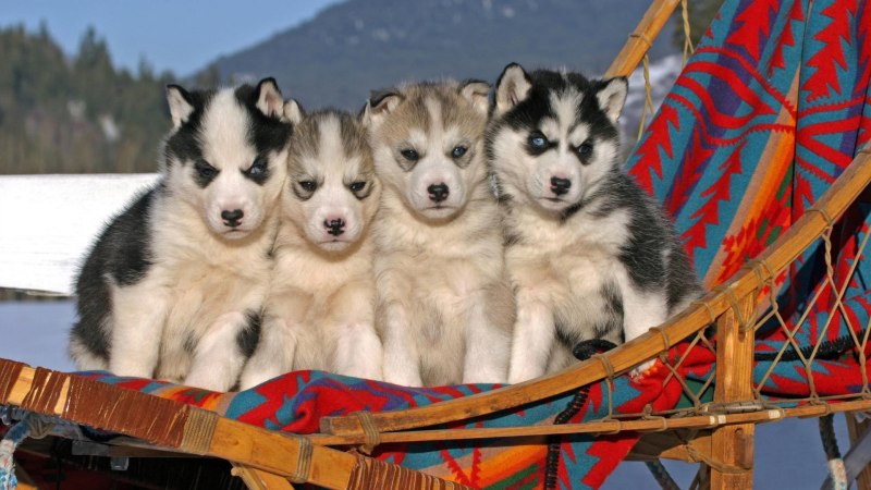 Alaskan Malamute Angry