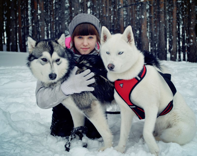 Лайка хаски