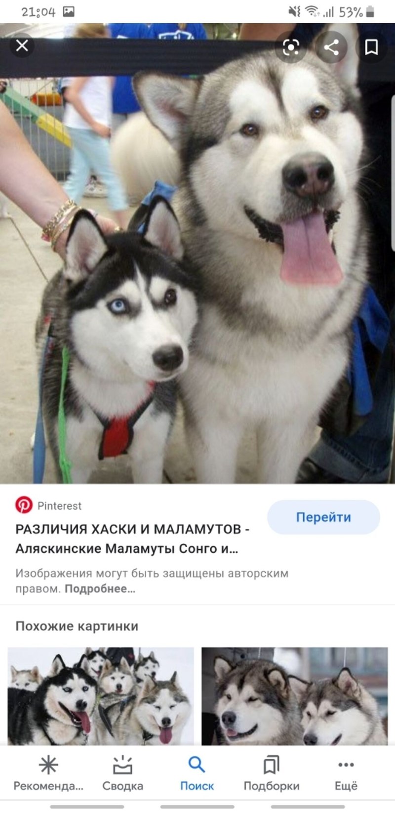 Аляскинский маламут vs хаски