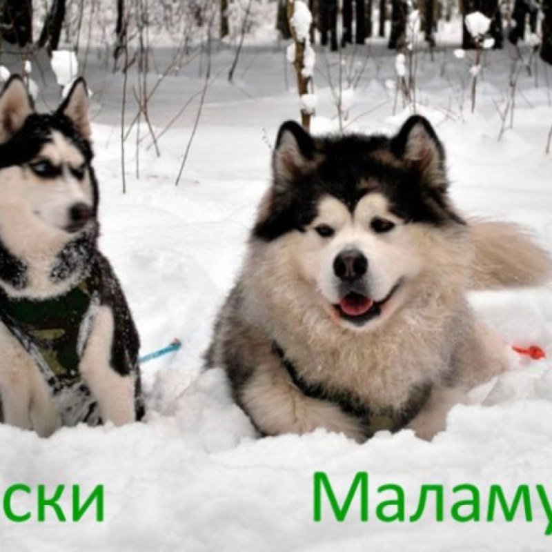 Маламут и хаски