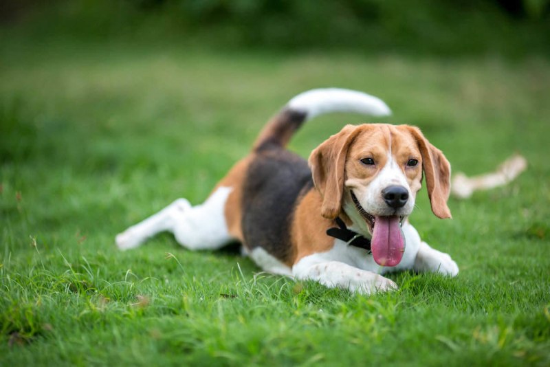 Outdoor Dog