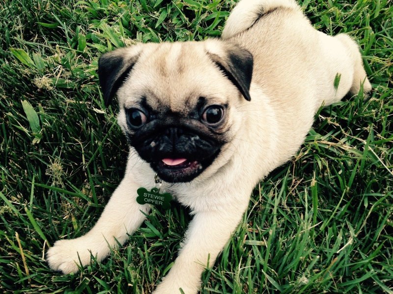 MN Pug