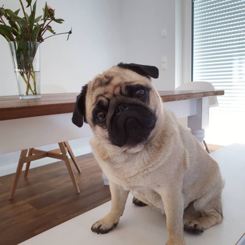 .Pug file