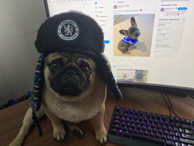 Мопс облизывает нос Мем